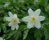 Show product details for Anemone nemorosa Lychette